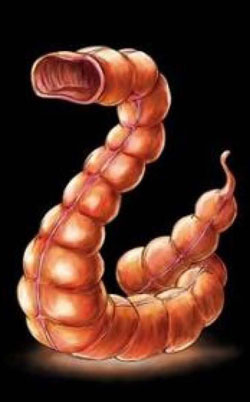 gastric gel diet