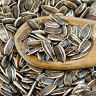 Sunflower Seed